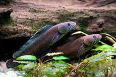 The vibrant blue walking snakehead fish can breathe atmospheric air and survive on land for up to four days. © Henning Strack Hansen